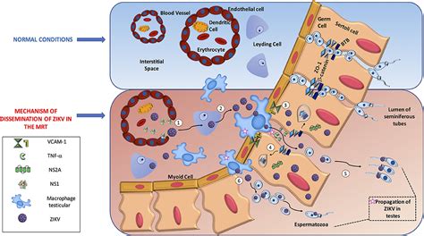 Frontiers The Dual Role Of The Immune Response In Reproductive Organs