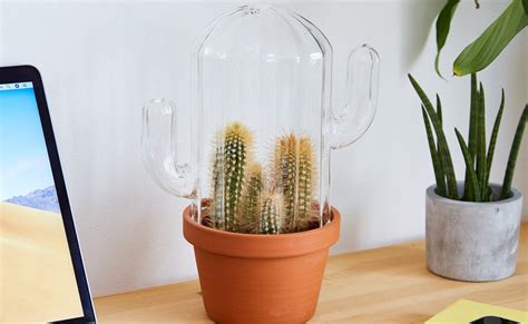 This Cactus-Shaped Terrarium Creates an Ideal Ecosystem