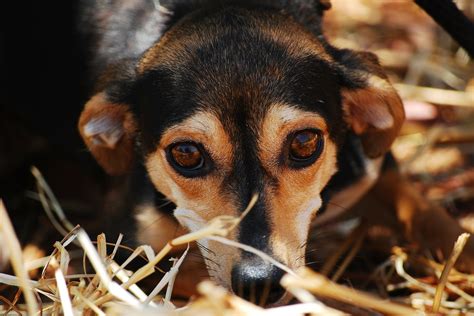 Einen Hund Aus Dem Tierheim Adoptieren So Gehts Tierschutz Ist Wichtig