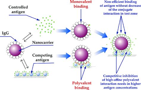 Limitations In The Use Of Common Antibody Nanoparticle Conjugates In Download Scientific