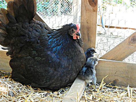 How To Sex Chicks Proverbs Homestead