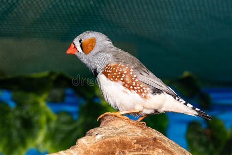 Beautiful Bird Zebra Finch Taeniopygia Guttata Perching On A Branch