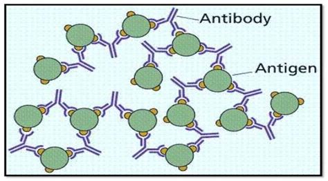 Introduction to Antigen-Antibody Reactions