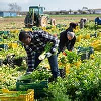 Migrant Seasonal Agricultural Workers Protection Act Osha