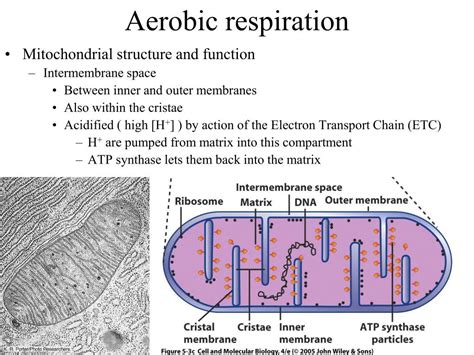 Ppt Aerobic Respiration Powerpoint Presentation Free Download Id