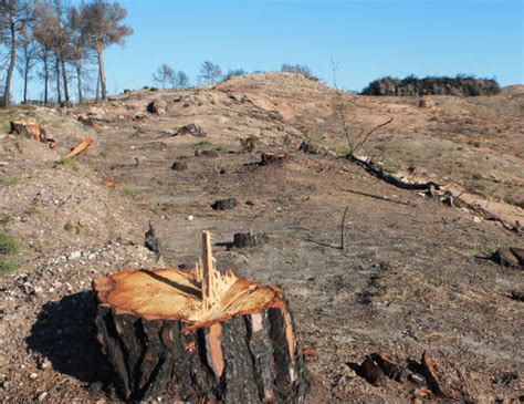 Aleppo pine forest after whole tree harvesting (a); young Aleppo pine ...