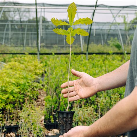 Swamp White Oak Tree Seedlings For Sale Quercus Bicolor Nativ Nurseries