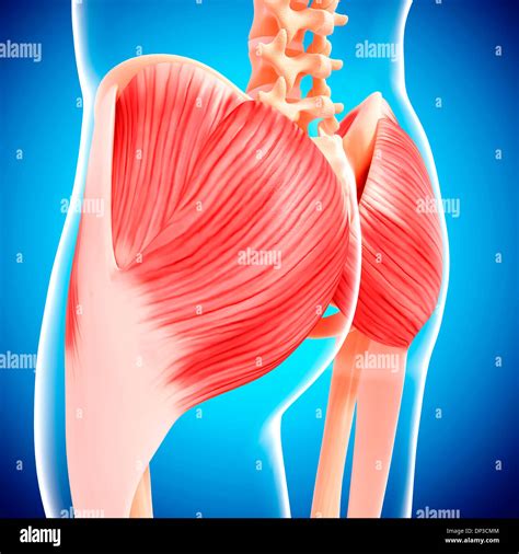 Human Hip Musculature Artwork Stock Photo Alamy