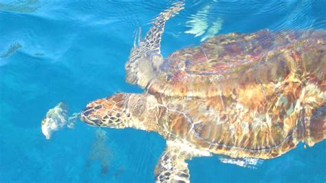 Snorkelling in Thailand - 12 Best Sites, Islands, Tips - Holidify