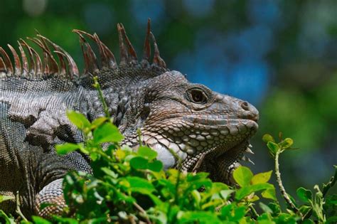 Pueblos Que Te Pagan Por Vivir En Costa Rica Pueblosbonitos