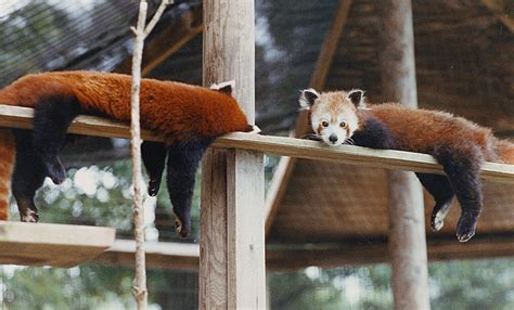 Adorable Red Pandas at Mill Mountain Zoo