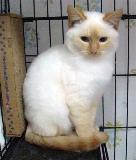 Flame Point Nacho At Siamese Cat Rescue Pretty Cats Beautiful Cats