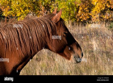 Horse Animal Yukon Canada America Field Stock Photo Alamy
