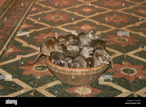 India Rajasthan Deshnoke Rats Sitting In Bowl At Karni Mata Temple