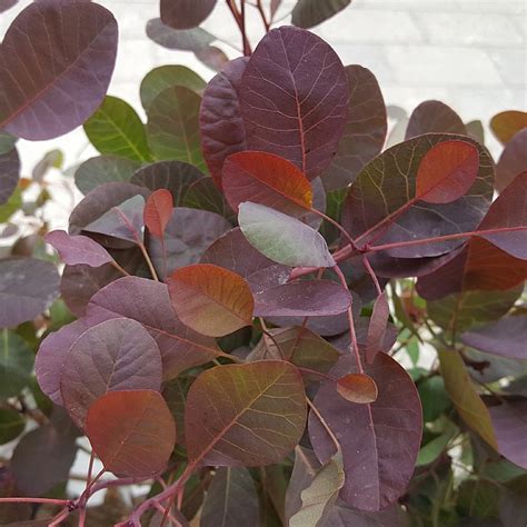 Cotinus Coggygria Lilla Find Haveplanter