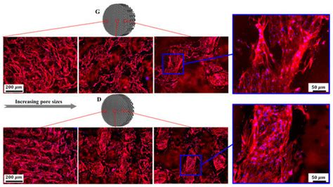 Materials Free Full Text Additively Manufactured Continuous Cell