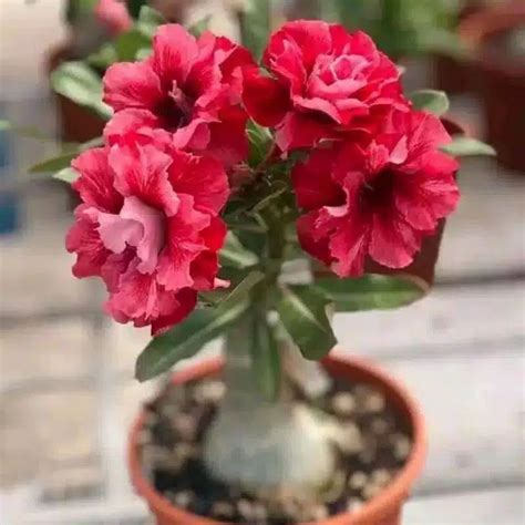 Jual Bibit Adenium Kamboja Jepang Bunga Tumpuk Red Obesum Shopee