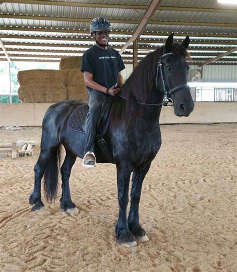 Equine Riding Lessons - Friesian Herd Experiences