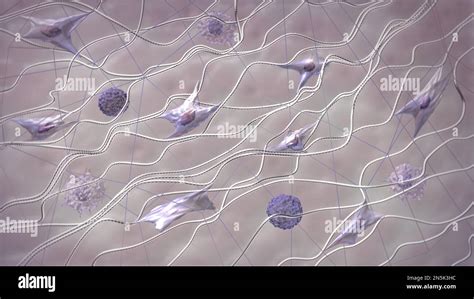 Skin Extracellular Matrix Structure Fibroblasts Collagen And Elastic