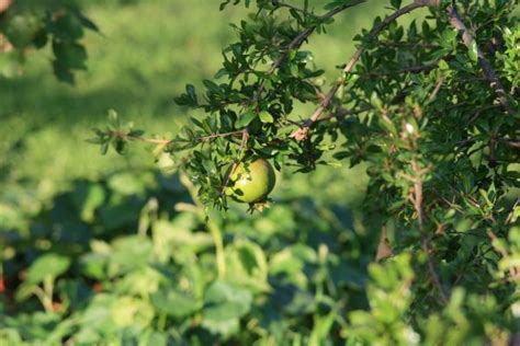 Free Images Tree Nature Branch Blossom Sun Fruit Berry Sweet