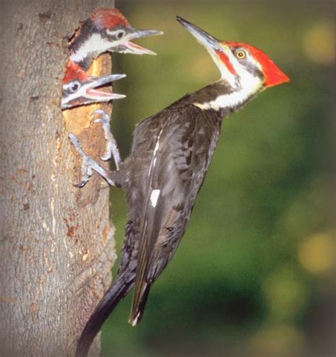 Bird Sounds and Calls of the Pileated Woodpecker | The Old Farmer's Almanac