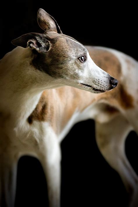 Free Greyhound Stock Photo - FreeImages.com