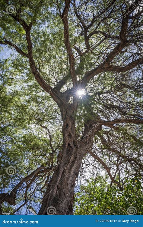 Koa Tree Maui Stock Photos - Free & Royalty-Free Stock Photos from ...