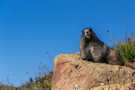 Top 999 Groundhog Day Wallpaper Full Hd 4k Free To Use