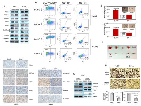 Saha Induces Epigenetic Modification And Csc Differentiation In H Inv