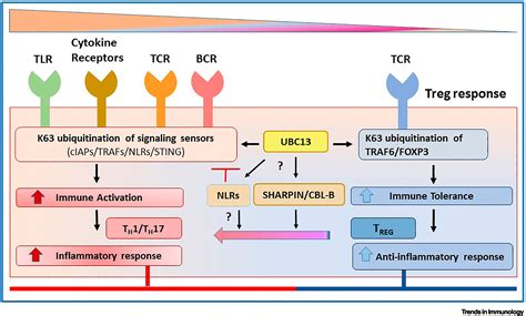 K63 Ubiquitination In Immune Signaling Trends In Immunology