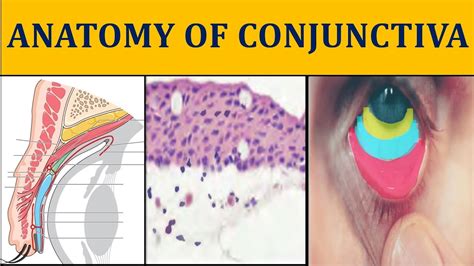 Anatomy Of Conjunctiva Made Easy Ophthalmology Anatomy I Youtube