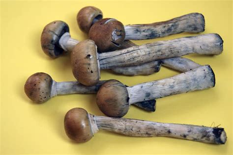 Magic Mushrooms Are The Safest Recreational Drug Survey Shows