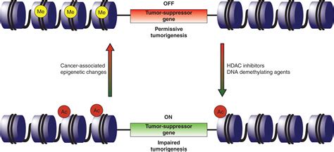 Tumor Suppressor Genes