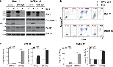 Pim2 Inhibition Induces Apoptosis In FLT3 ITD AML Cells MOLM 14 And