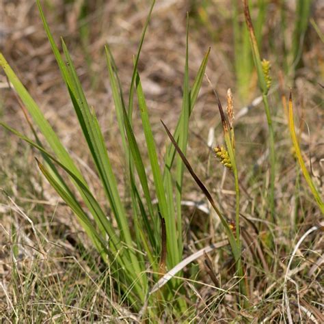 Crawes Sedge Guide New York Natural Heritage Program