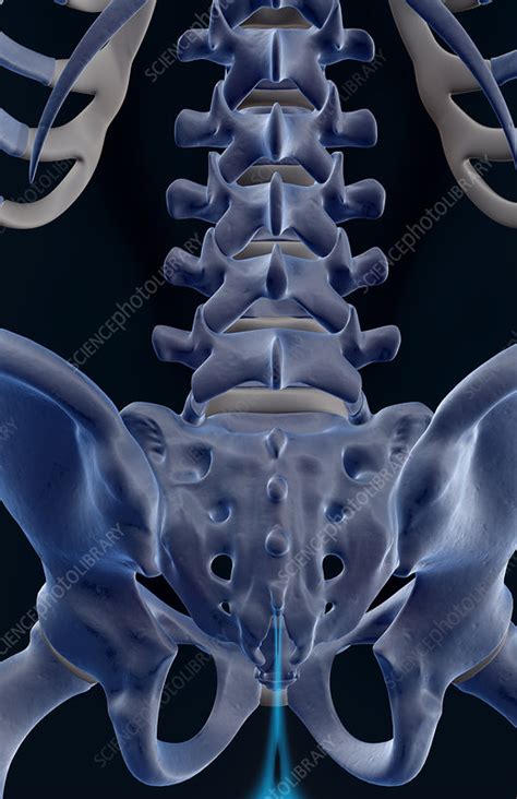 The bones of the lower back - Stock Image - F001/6386 - Science Photo ...