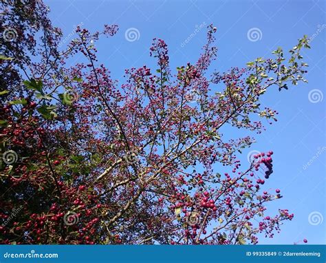 Tree With Wild Red Berries Stock Image Image Of Berries 99335849