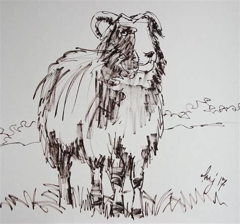 Jacob Sheep Drawing Drawing By Mike Jory Fine Art America