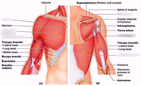 Muscles Of The Upper Limb Diagram Quizlet