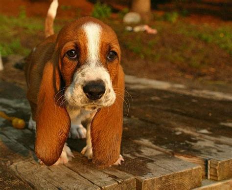 Cute Basset Hound Puppy