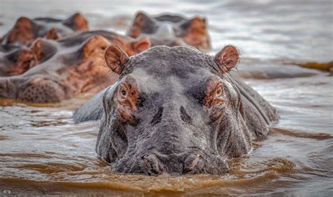 Magnificent Hippo And Croc Boat Safari St Lucia 2024