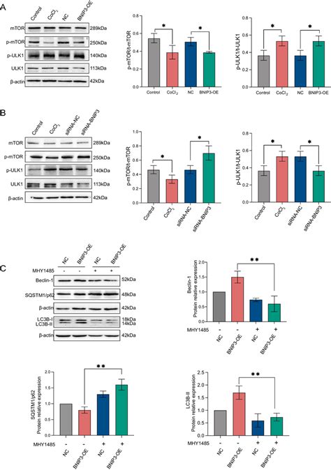 Bnip Induced Autophagy Through The Mtor Ulk Pathway A Western