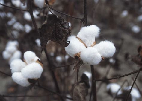 Récolte transformation et utilisation du coton Dossier