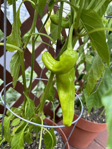 Can Anyone Help Identify This Pepper R Pepperlovers