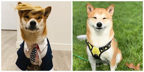 Dog Dressed Up As President Trump Wins Best Pet Halloween Costume