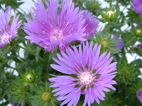 Stokesia Mels Blue R O Tollo