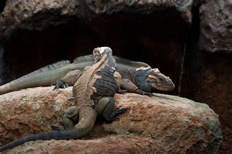 Rhinoceros Iguana Shedding Skin Stock Photo - Image of indies, reptile ...