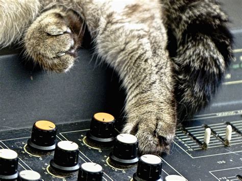 Music Cat Free Stock Photo Public Domain Pictures