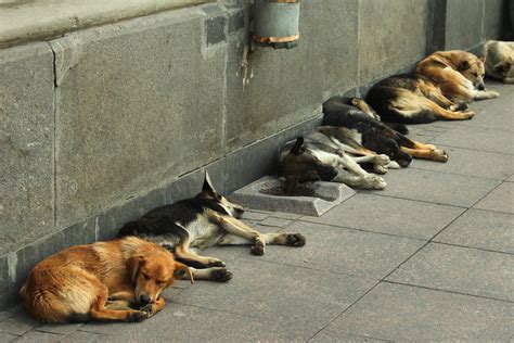 Stray dogs sleeping on a sidewalk - Observatório do 3° Setor
