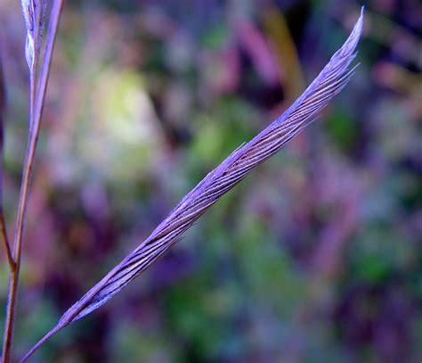 Spartina Pectinata Prairie Cordgrass Go Botany